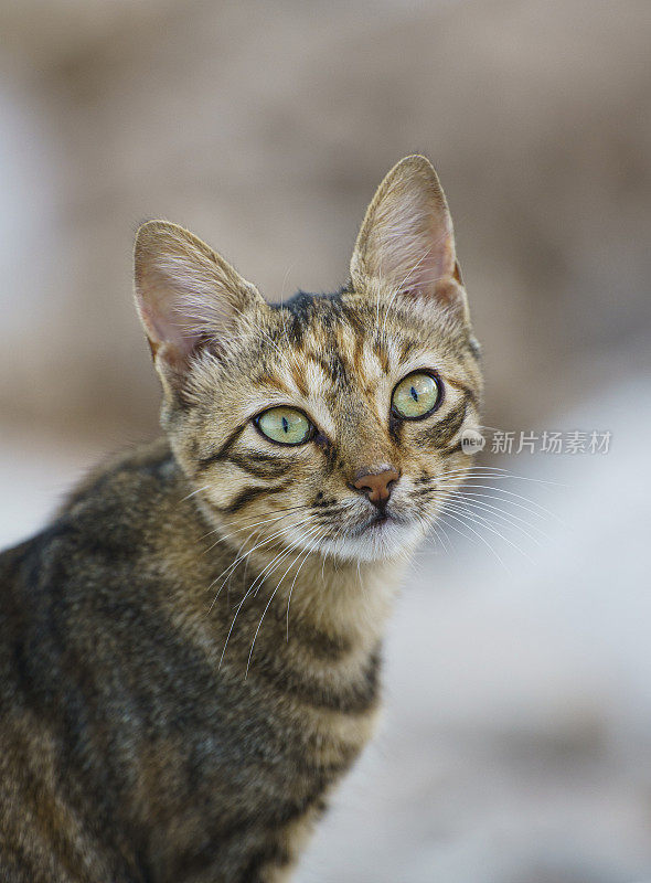 街上的流浪猫