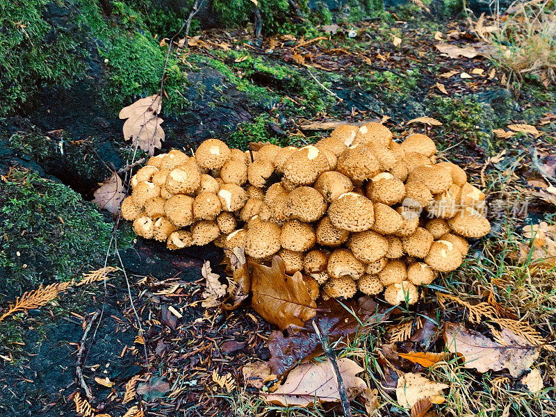 英国苏格兰格拉斯哥洛蒙德湖自然公园的野生蘑菇