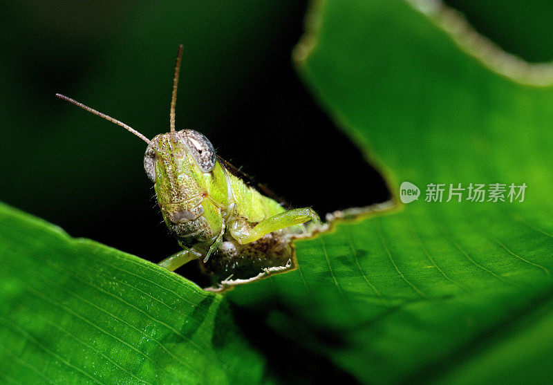 蚱蜢爬绿咬叶子――动物行为。