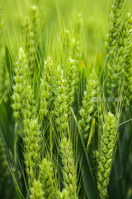 绿色的小麦在风中摇摆