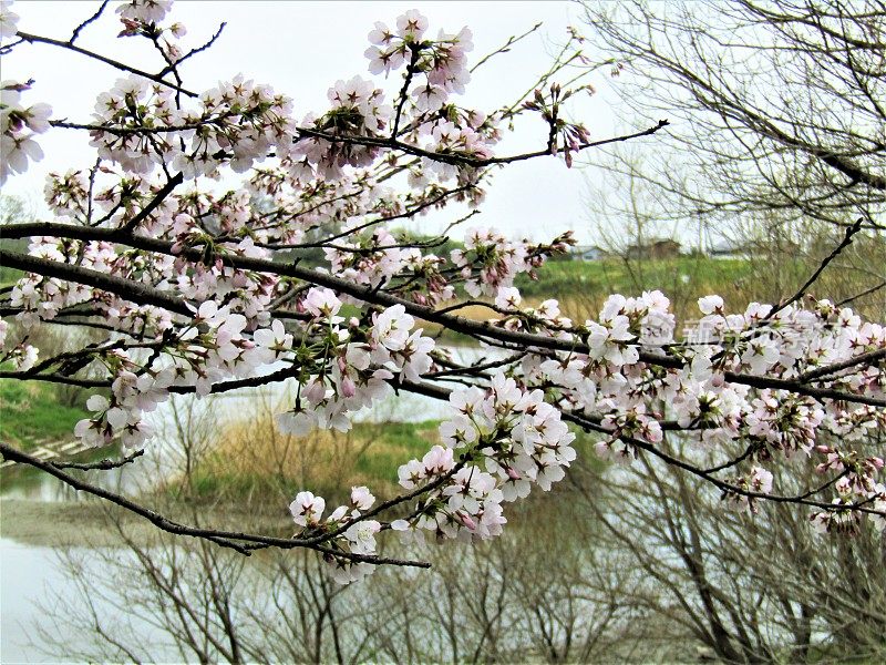 日本。三月底。水边的樱花。