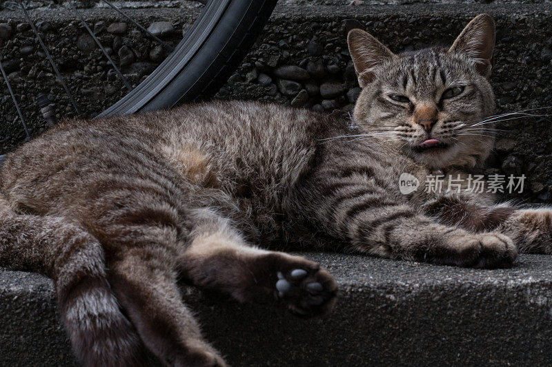 一只虎斑猫伸着舌头躺着