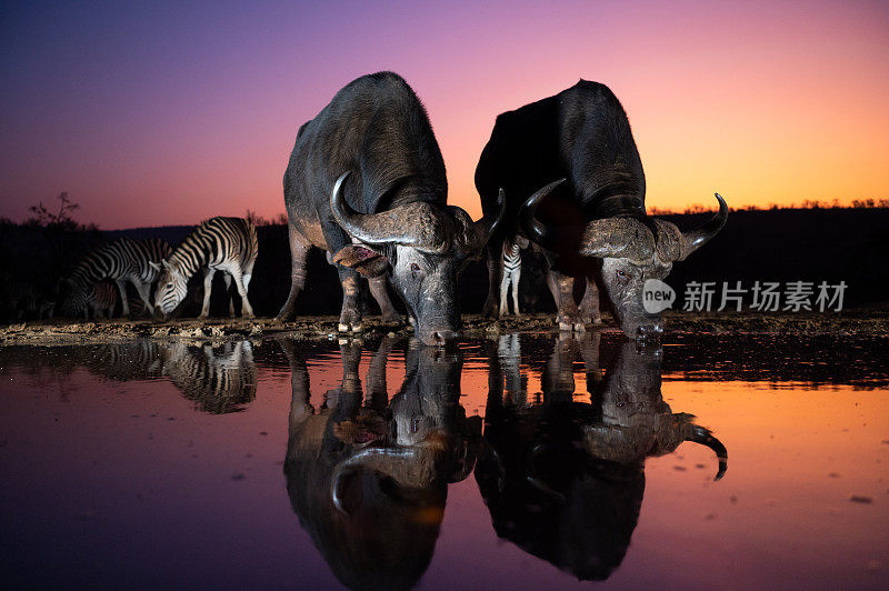 日落时分的非洲水牛和斑马