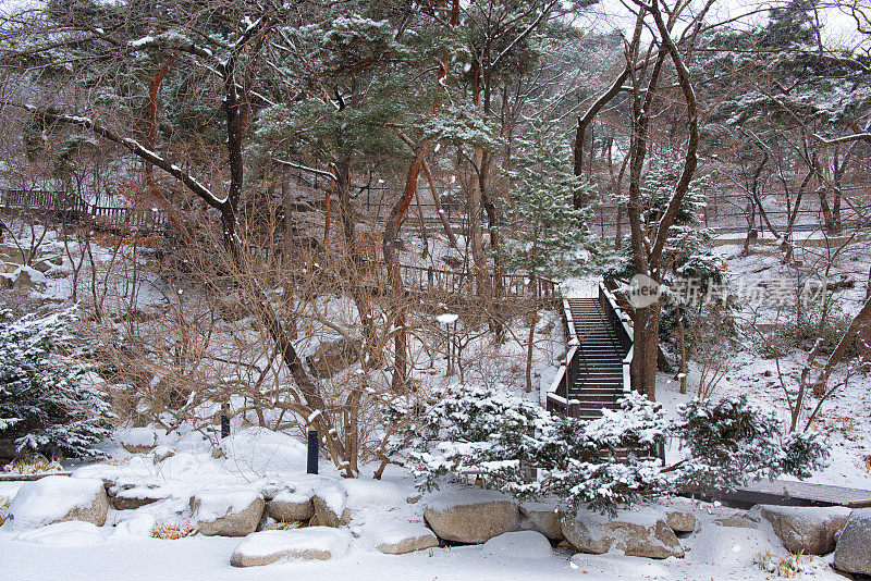 花园里的雪