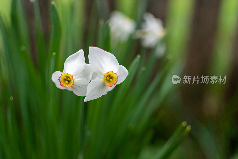 水仙花儿