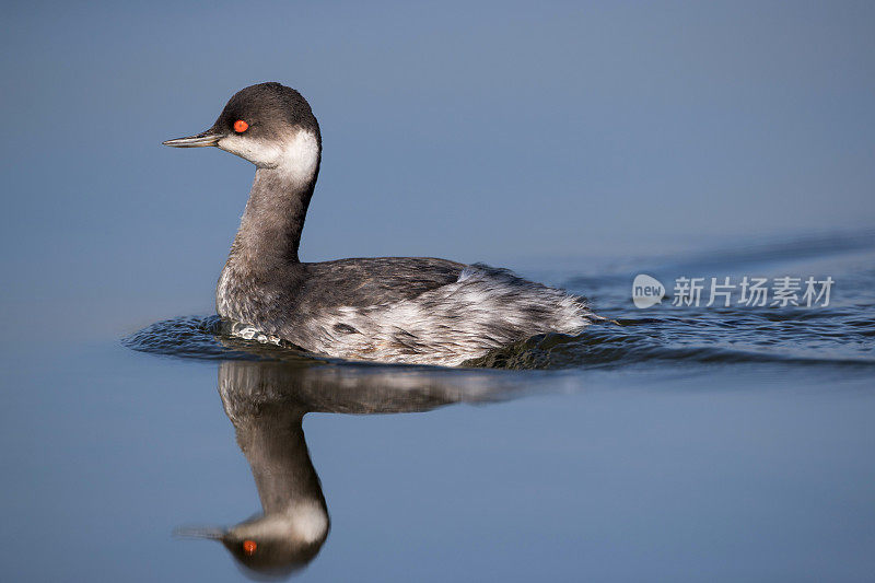 水鸟:成年黑颈灰鹭或耳灰鹭(黑颈灰鹭)。