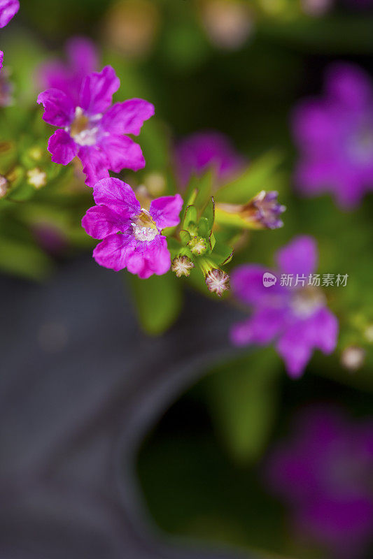 紫色假石南花
