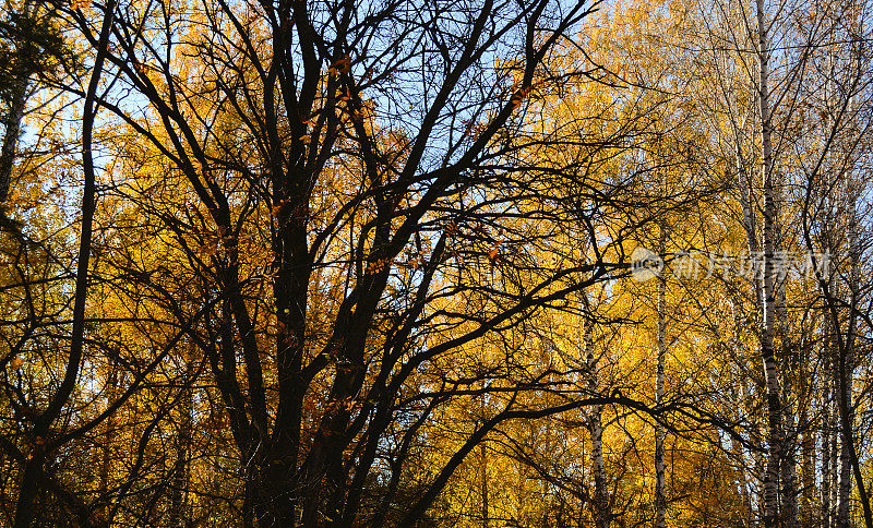 在秋天的森林里的树荫下，一棵枝繁叶茂的大树