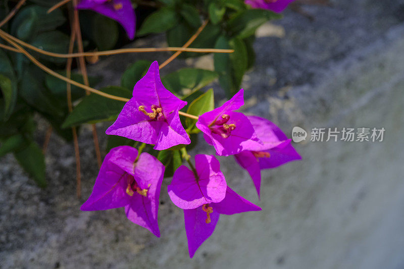 紫色的三角梅花的分支近距离跨越灰色的墙壁背景。热带花卉背景。宏