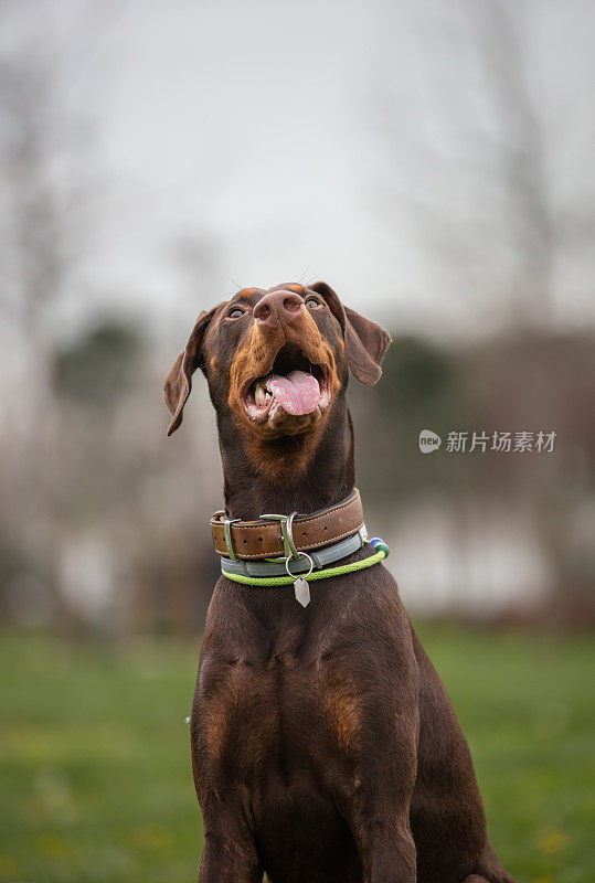 小杜宾犬正坐在草地上。