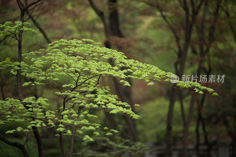 首尔的春天花园