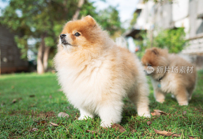 阳光明媚的一天，一只小波美拉尼亚狗在户外的草地上散步。