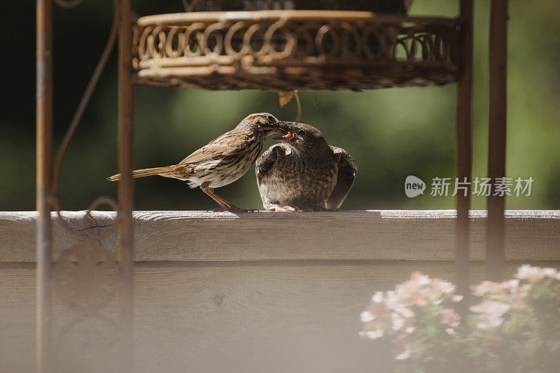 鸟妈妈喂鸟宝宝