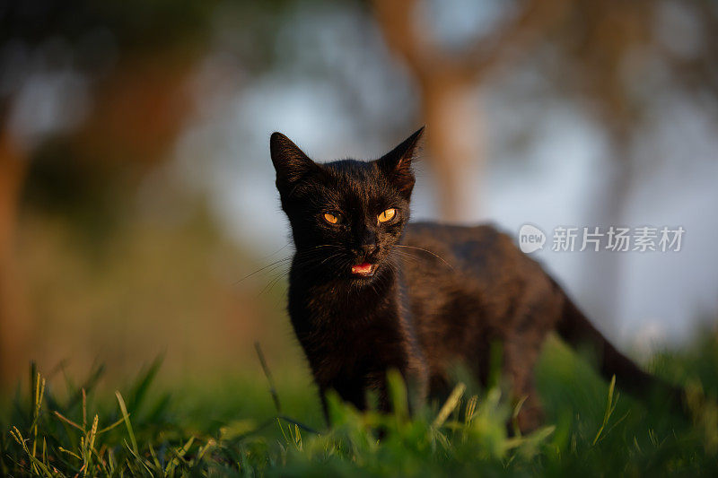 愤怒的黑色流浪猫。