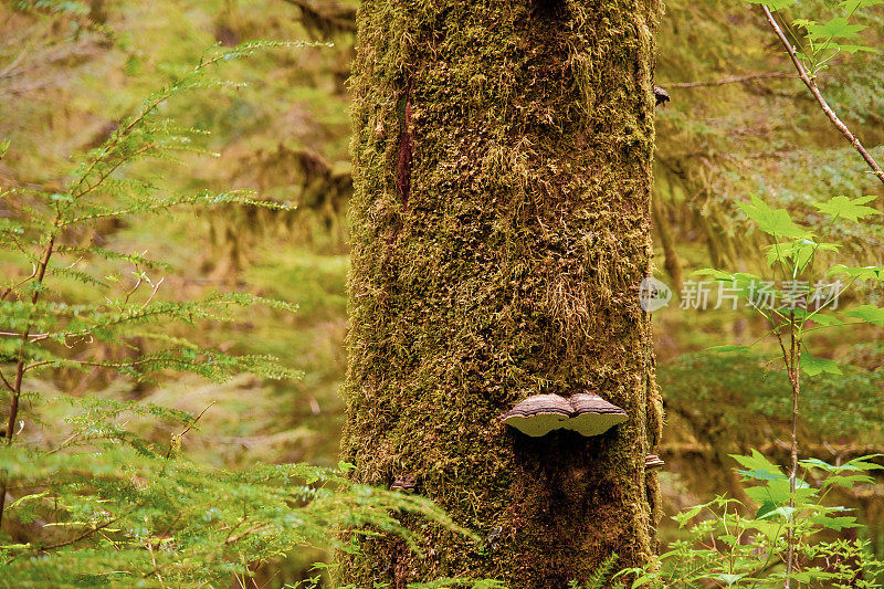 生长在阿拉斯加温带雨林树干上的架子真菌
