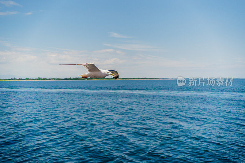 海鸥在爱琴海上空飞翔