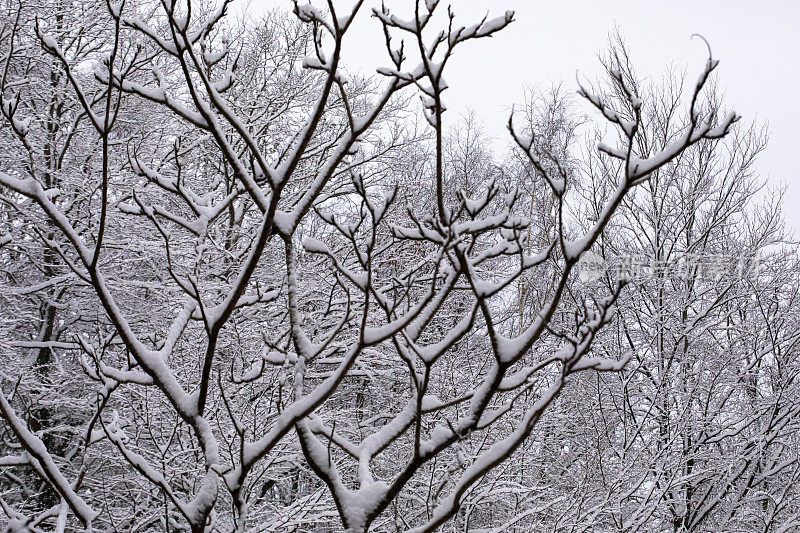 降雪后的冬天早晨