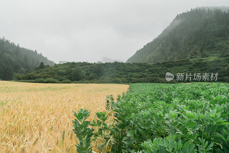 甘南的蚕豆和青稞田