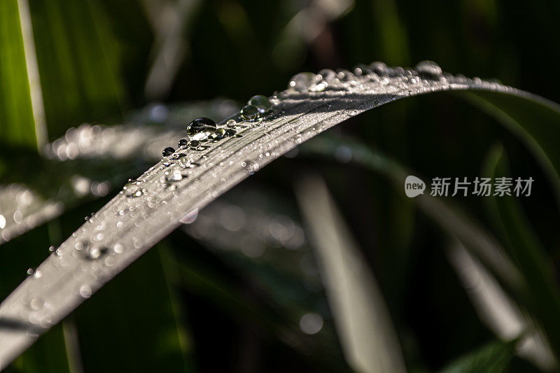 清晨，一片草叶上的水滴。