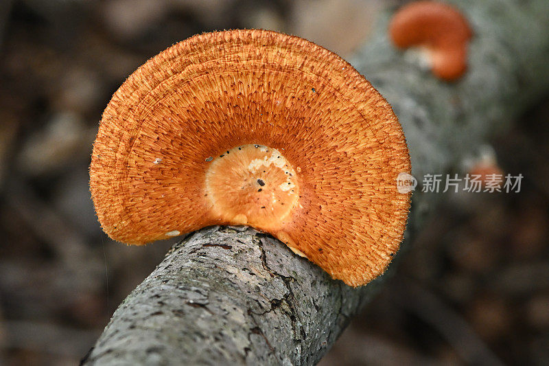 山毛榉树上的支架菌(一种蘑菇)，俯视图