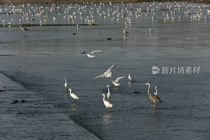 湿地苍鹭在夕阳下觅食