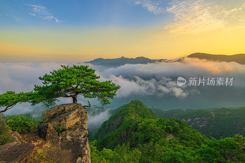 松树，高山，河流，雾海，清晨黄澄澄的天空。