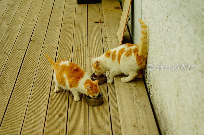 猫吃食物