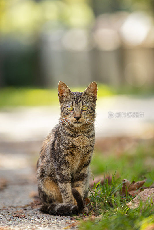 虎斑流浪猫。