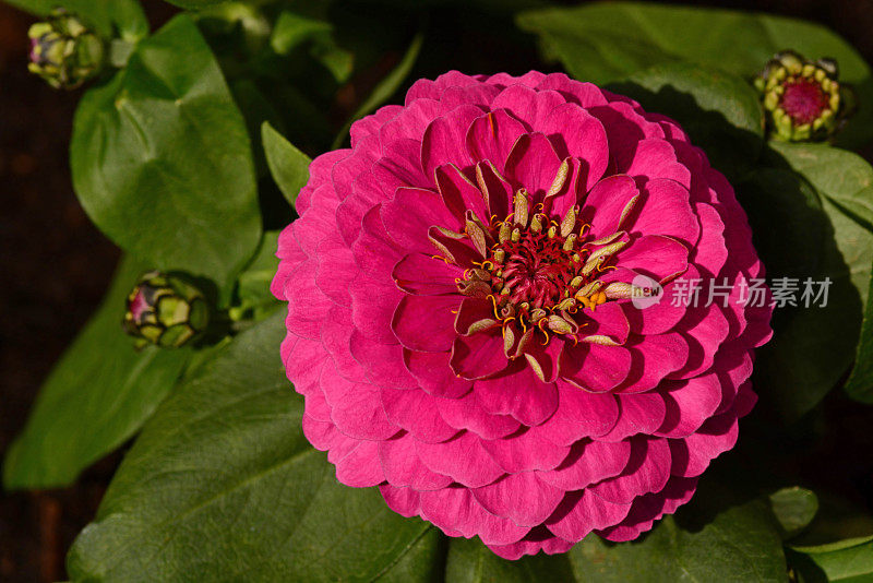 zinnia线虫