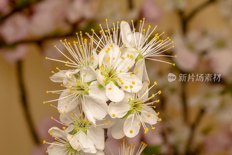 图为一棵梅花在黄色的背景上绽放和生长。盛开的小白李花。