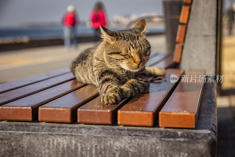 虎斑流浪猫。