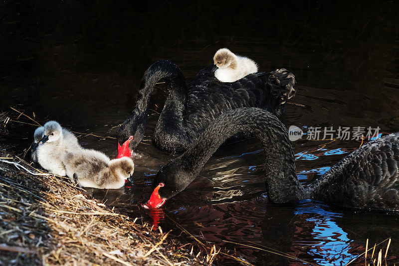 黑天鹅和新生的小天鹅