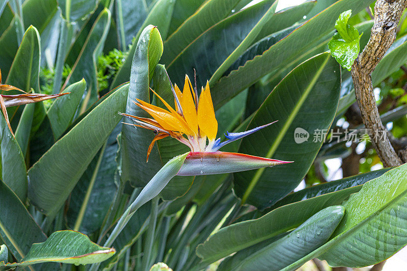天堂植物雌花-加那利群岛的特内里费岛