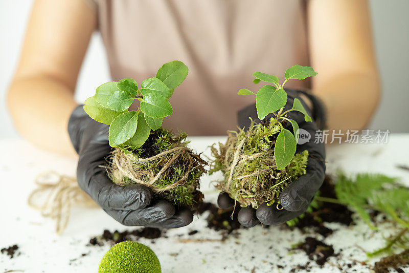 制作丸子的过程。戴着黑色手套的手拿着一个覆盖着苔藓的土球，上面种着植物。