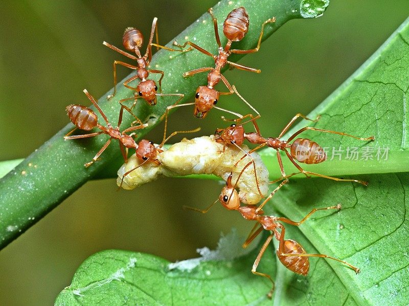 蚂蚁携虫入巢——动物行为。