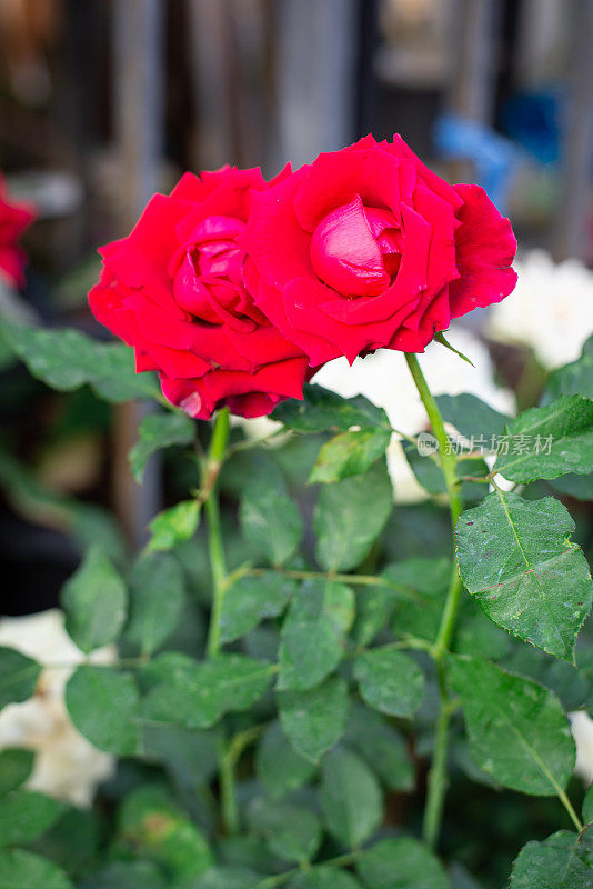花园背景中盛开着红玫瑰。美丽的红玫瑰绽放与叶子naturÐµ日光春天的礼物设计情人节，生日，结婚浪漫纪念日