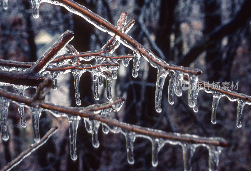 被冰覆盖的树枝和冰柱1987