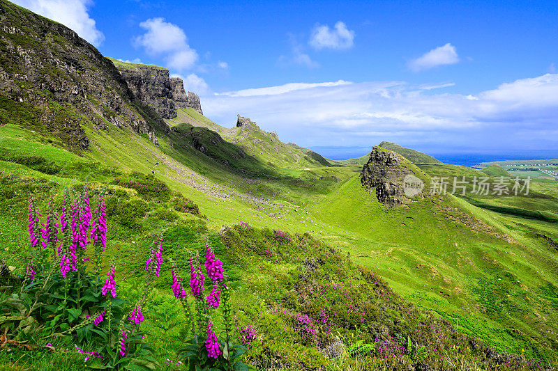 苏格兰斯凯岛奎莱恩的绿色高地景观，紫色的花朵