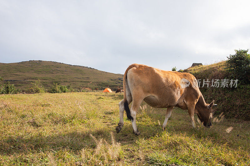 牛在山顶悠闲地吃草