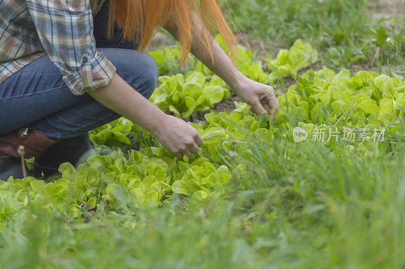 有机蔬菜小菜园