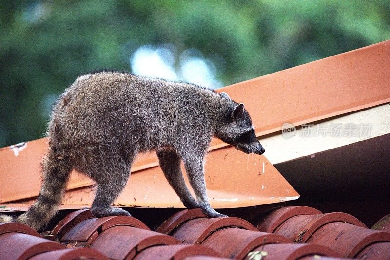 屋顶上的北方浣熊