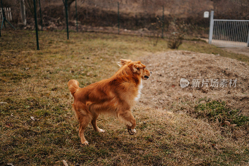 漂亮的金色狗在院子里的绿草地上奔跑