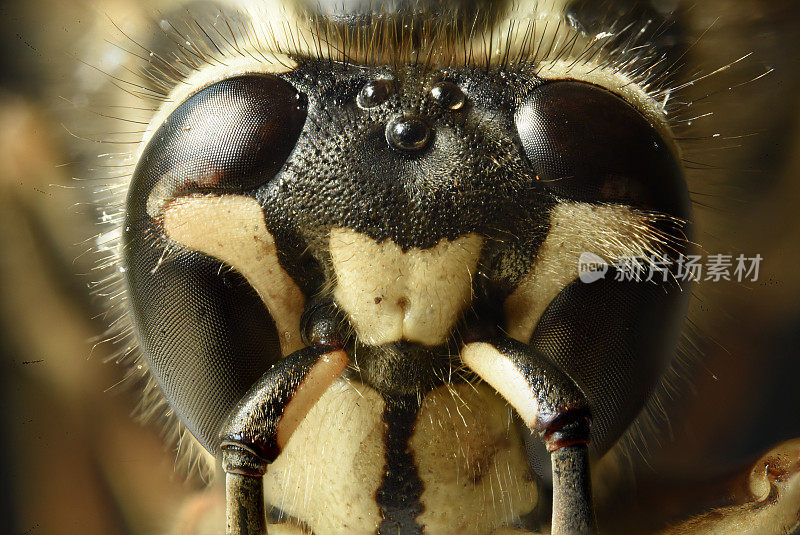 有眼斑的普通黄蜂