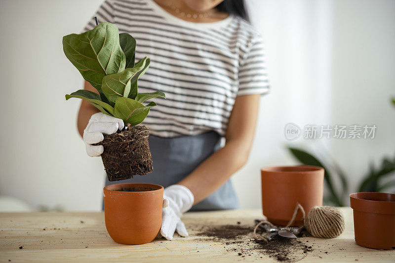 一位不知名的亚洲女园丁在她的车间桌子上种花