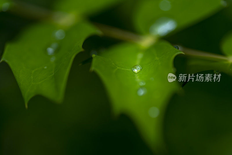 叶子与雨滴