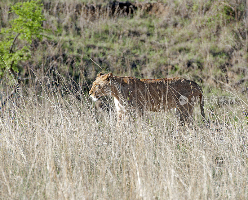 南非夸祖鲁纳塔尔省，南比提保护区，一头狮子在草丛中觅食。