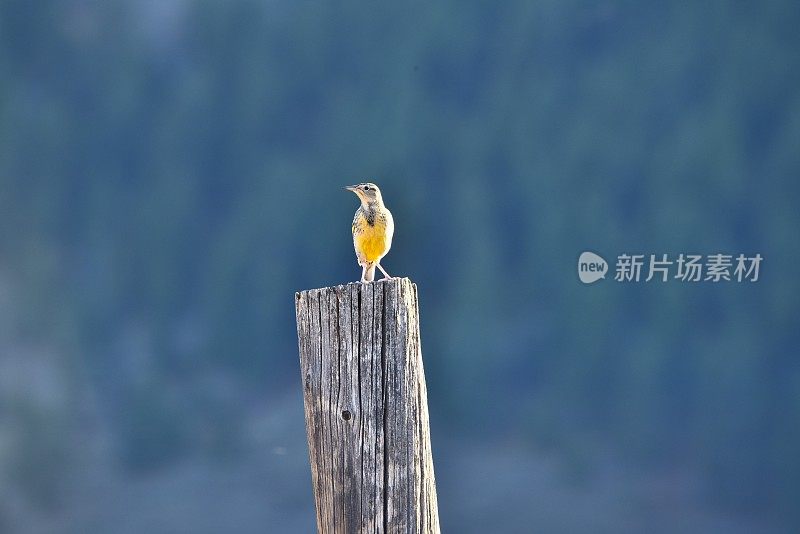 西部草地鹨