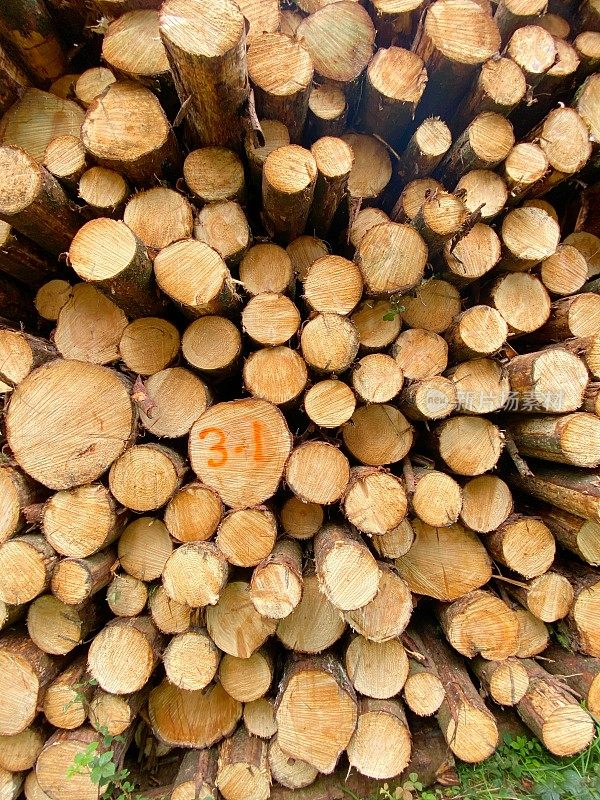 作为林业采伐的一部分而砍伐的软木材堆