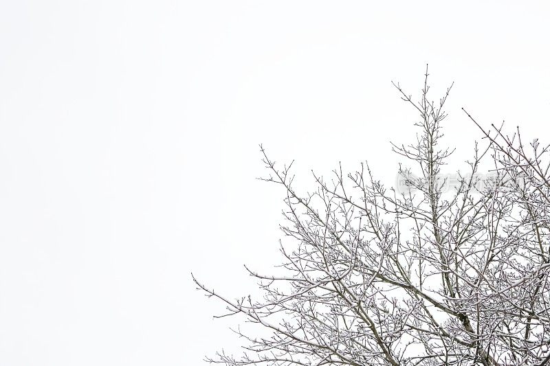 加拿大的阴天和树枝上的雪