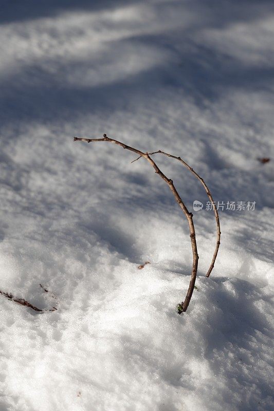 在加拿大雪上面的小枝